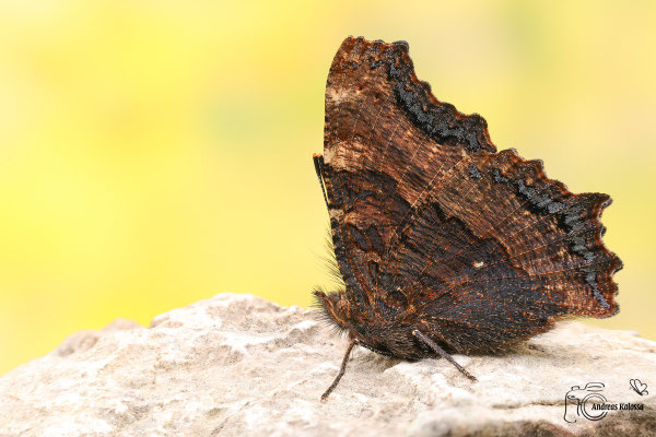 Großer Fuchs  (Nymphalis polychloros)
