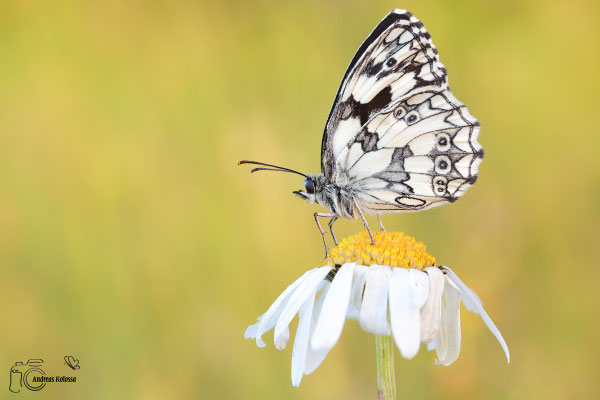 Schachbrettfalter (Melanargia galathea) 