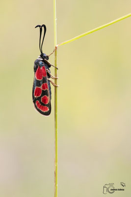 Esparsetten-Widderchen (Zygaena carniolica)