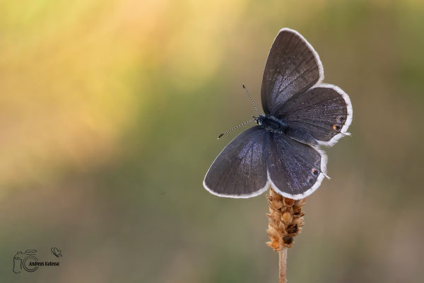 Kurzschwänziger-Bläuling (Cupido argiades)