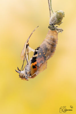 Distelfalter (Vanessa cardui) 