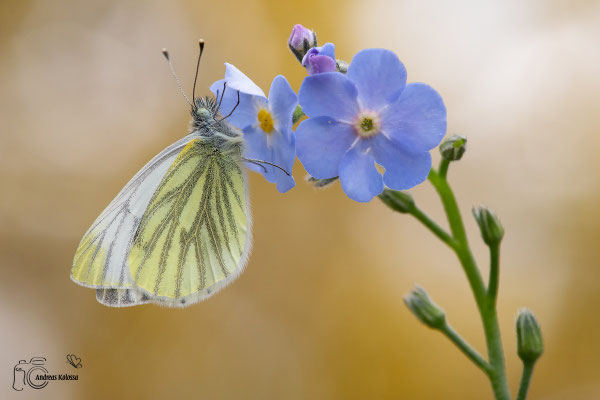 Grünader Weißling (Pieris napi)