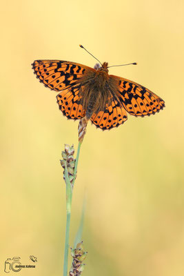  Hochmoor-Perlmuttfalter (Boloria aquilonaris)