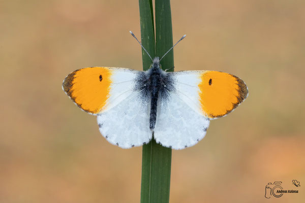 Aurorafalter (Anthocharis cardamines)