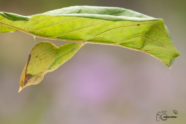 Zitronenfalter (Gonepteryx rhamni)