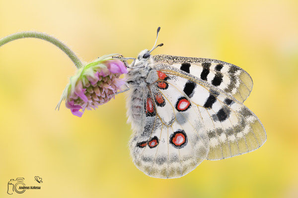 Parnassius apollo vinningensis (Moselapollo)