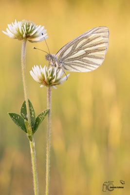 Grünader Weißling (Pieris napi)