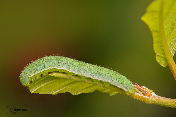 Raupe
