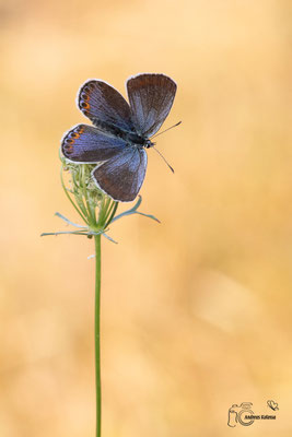 Kronwicken-Bläuling (Plebejus argyrognomon)