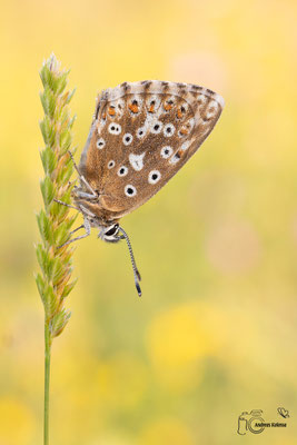 Silbergrüner-Bläuling (Polyommatus coridon)