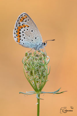 Kronwicken-Bläuling (Plebejus argyrognomon)