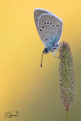 Rotklee-Bläuling (Polyommatus semiargus) 