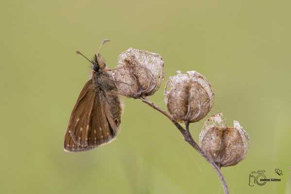 Kronwicken Dickkopffalter (Erynnis tages)