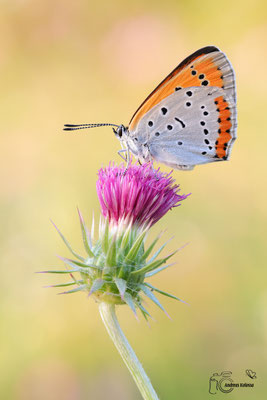 Großer Feuerfalter (Lycaena dispar)