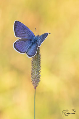 Rotklee-Bläuling (Polyommatus semiargus) 