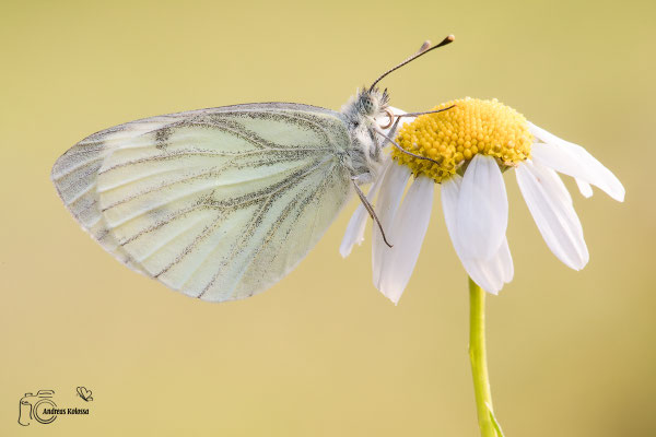 Grünader Weißling (Pieris napi)