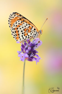 Roter Scheckenfalter (Melitaea didyma)