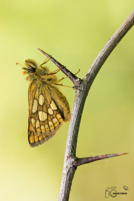 Gelbwürfeliger Dickkopffalter (Carterocephalus palaemon)