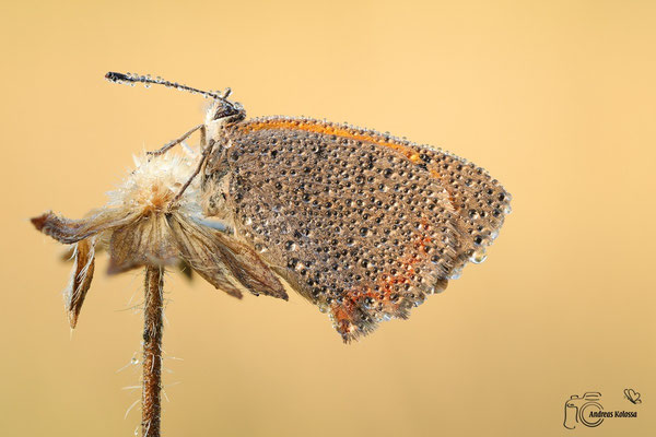  Kleiner Feuerfalter (Lycaena phlaeas)