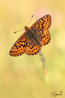 Hochmoor-Perlmuttfalter (Boloria aquilonaris)