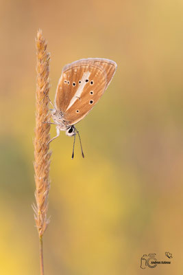 Streifen-Bläuling (Polyommatus damon)