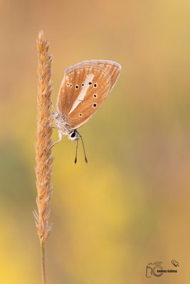 Streifen-Bläuling (Polyommatus damon)