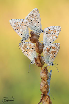 Sibergrüner Bläuling (Lysandra coridon