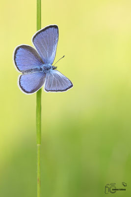 Alexisbläuling (Glaucopsyche alexis)