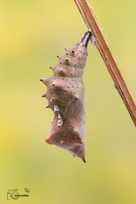 Großer Fuchs  (Nymphalis polychloros)