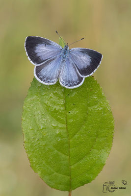 Faulbaum-Bläuling (Celastrina argiolus) 
