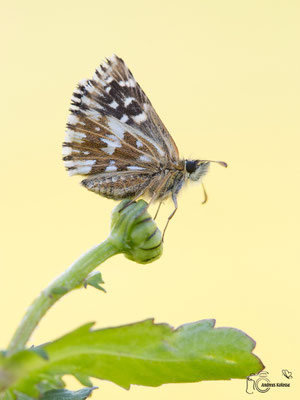 Kleiner Würfel Dickkopffalter  (Pyrgus malvae)