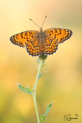 Flockenblumen Scheckenfalter (Melitaea phoebe)