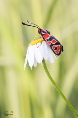 Bergkronwicken-Widderchen (Zygaena fausta)