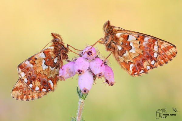  Hochmoor-Perlmuttfalter (Boloria aquilonaris)