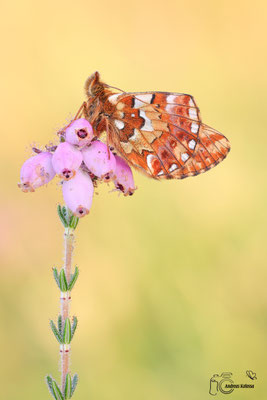 Hochmoor-Perlmuttfalter (Boloria aquilonaris)