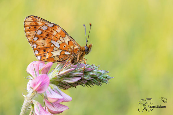 Veilchen Perlmuttfalter (Boloria euphrosyne)
