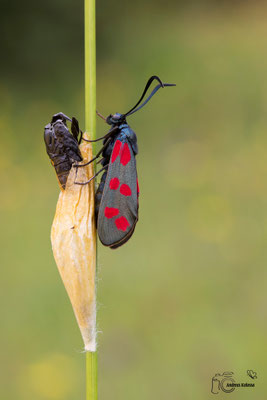 Sechsfleck-Widderchen (Zygaena filipendulae)