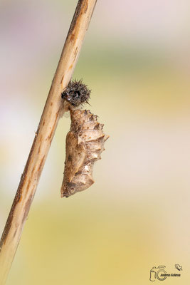 Landkärtchen (Araschnia levana)