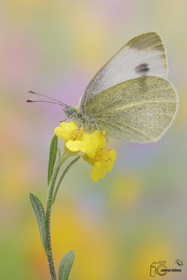 Karstweißling (Pieris mannii)