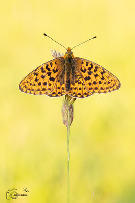 Veilchen Perlmuttfalter (Boloria euphrosyne)