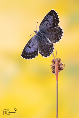 Fetthennen-Bläuling (Scolitantides orion)