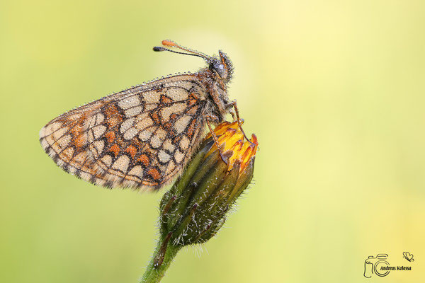 Ehrenpreis Scheckenfalter (Melitaea aurelia)