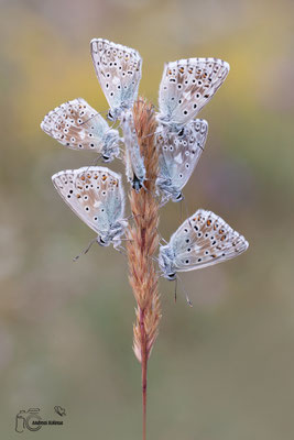 Silbergrüner-Bläuling (Polyommatus coridon)