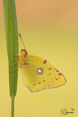 Postillion (Colias croceus)