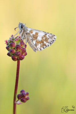 Mehrbrütiger Dickkopffalter (Pyrgus armoricanus)