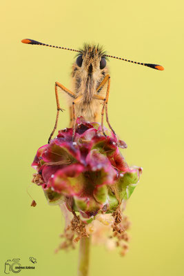 Gelbwürfeliger Dickkopffalter (Carterocephalus palaemon)