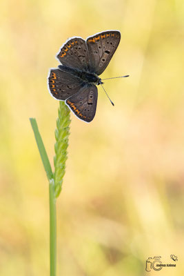 Brauner Feuerfalter (Lycaena tityrus)