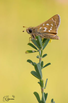 Kommafalter (Hesperia comma)