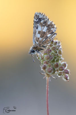 Mehrbrütiger Würfel Dickkopffalter (Pyrgus armoricanus)
