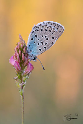 Quendel Ameisenbläuling (Phengaris arion)